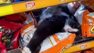 adorable cat sleeping among the snacks!