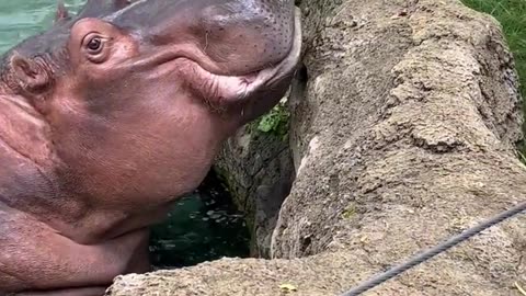 Hungry Hippos Enjoy Pumpkin Treats