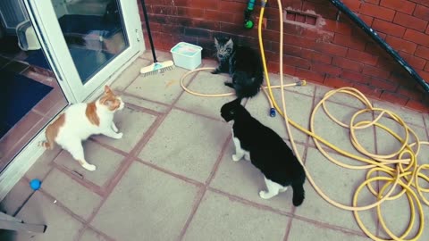 Cute Cats Fight. Compilation vdo