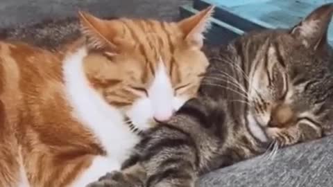 Sweet Cats Cuddling