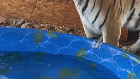The tiger is playing with water in the basin