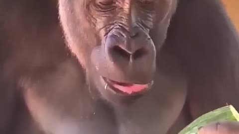 Gorillas have amazing digestive systems and can get all of their water from food! #gorilla #asmr