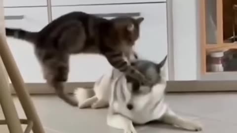Unlikely Friendship： Astonishing Cat and Dog Duo! Short #shorts #funnymemes #syl_vester