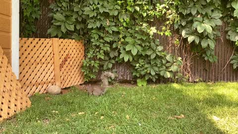 Backyard Squirrels
