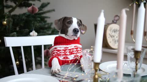 Winter family holidays. Front view of lovely doggy in red white sweater