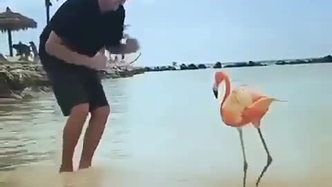 DANCE WITH BEAUTIFUL FLAMINGO.mp4