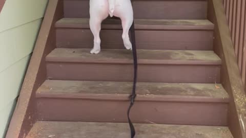 Dog Hops Up the Stairs