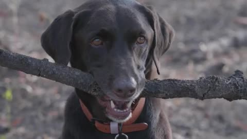 Wooden collection For Dog