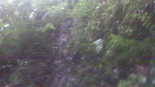 5ft diameter tree fallen over stream and Raining