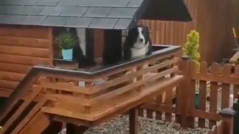 Owners have built an entire mansion cabin for their dog... The expression "living like a dog" is taking a turn for the worse