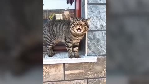 Hilarious Cats talking try not to laugh