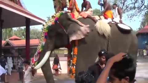 ELEPHANT ATTACK IN KERALA'S TEMPLE