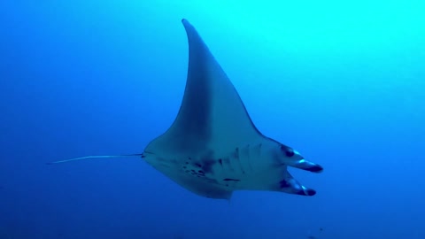 Giant manta rays in Indonesia glide right over scuba diver