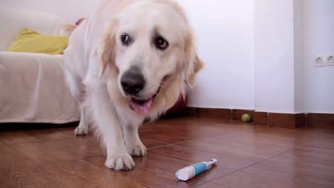 Funny Dog Reaction to Electric Toothbrush