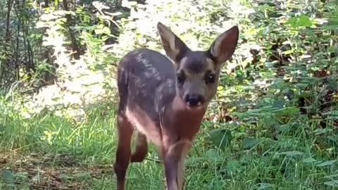 A little fawn, typically a young deer