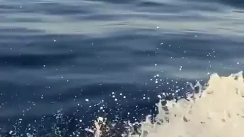 Dolfin Enjoying Swimming 😍