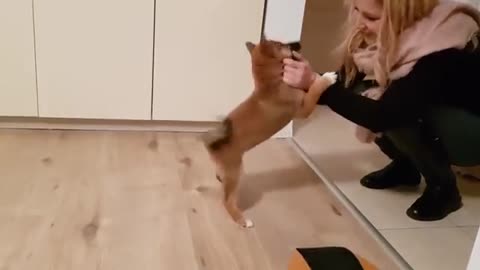 The puppy cannot contain his enthusiasm when the owner returns home