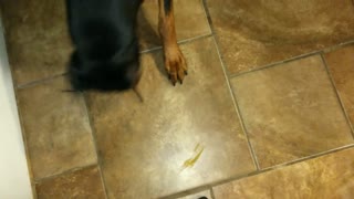 Doberman Pinscher vs RC Toy Rat Is Too Funny