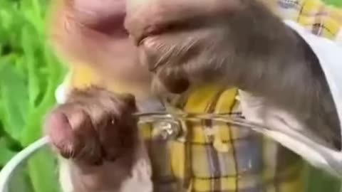 Cute and funny animals video