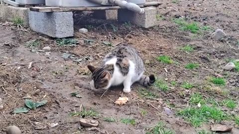Male and Female Cats eat together. Cute and Beautiful Street Cats #streetcats #meow