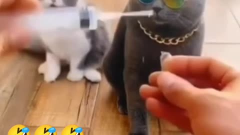 Cat 😺 funny video। Cat 😺 funny video। Hey one in a Million love cat Cute kitten hugs puppy