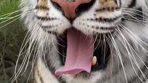 Tiger also made a blep face before the giant yawn. So cute