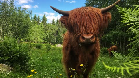 Scottish Highland Cattle In Finland Cows checking out some fallen trees