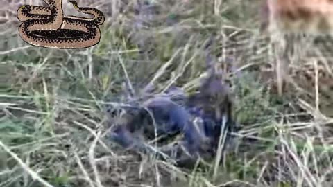 Two dogs fights King Cobra openly