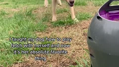 Clever Doggo Uses Machine to Play Fetch with Herself