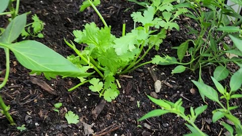 Texas home garden seasoning