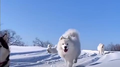 Samoyed plays in the snow.