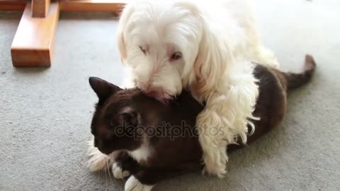 Dog and cat in Love ! White Dog kisses and Licks Black and white