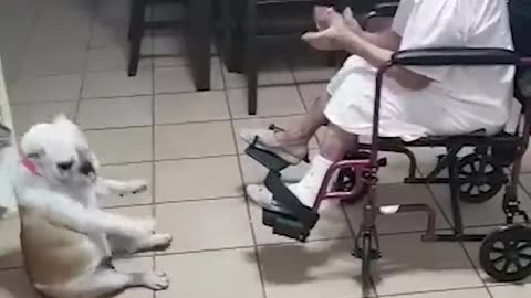 Dog Dances Grandma Sings