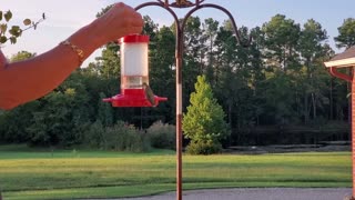 Swarming hummingbirds