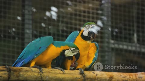 The Vibrant World of Australian Parrots
