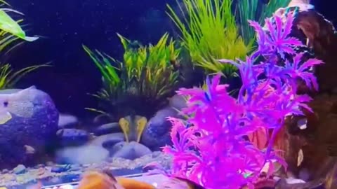 Fish Aquarium-- Colourful Fish-- #fish #aquarium #like #shar