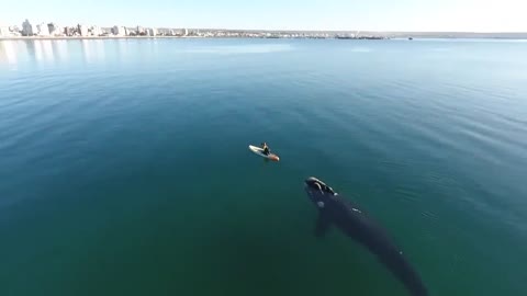 Curious southern right whale nudges paddleboarder in Argentina