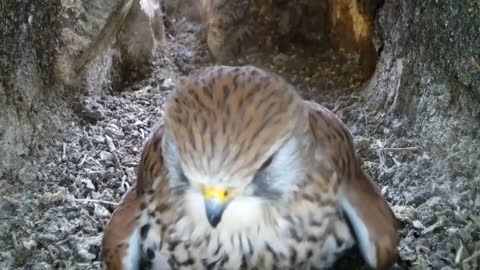 Kestrel Nest Camera | April 2022 | Ever seen a Kestrel Lay Eggs? Then Watch This