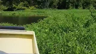 Florida Airboat Ride