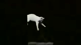 Falling Cat (1894 Film) -- Produced By Étienne-Jules Marey -- Full Movie