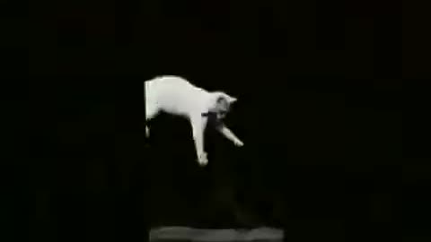 Falling Cat (1894 Film) -- Produced By Étienne-Jules Marey -- Full Movie