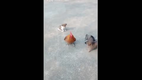 Chicken VS Dog Fight || Funny Dog Fight Videos