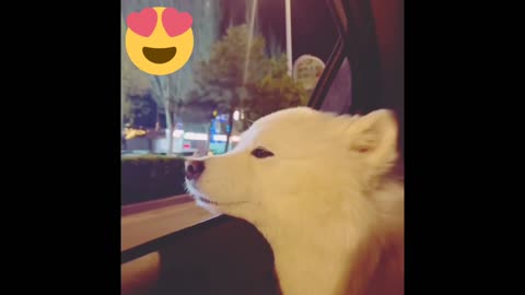 Beautiful dog | dog in car | very cute dog