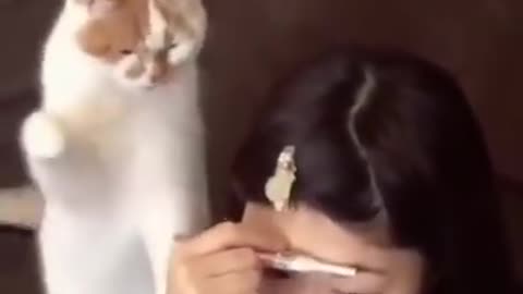funny animals videos 🍔 🙈 😂 Try Not To Laugh