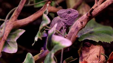 Purple Iguana on Tree Branch (4k)