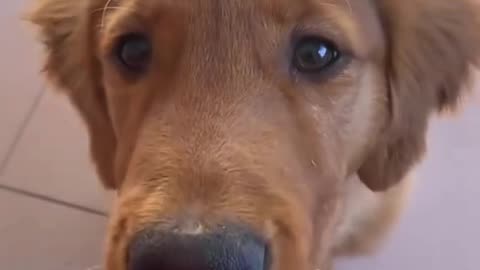 Dog say mama cute video