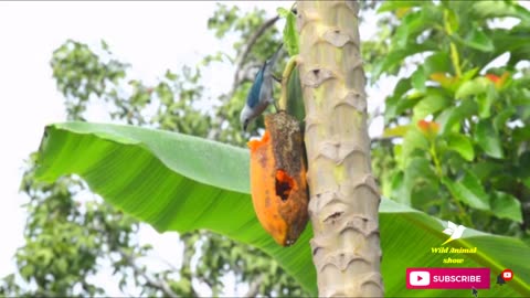 National Geographic Documentary - Birds Eating Papaya - Wild animal show