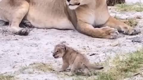 Future little lion king roars for the first time