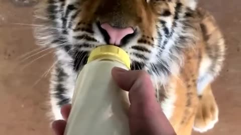 Baby tiger is drinking milk🐅