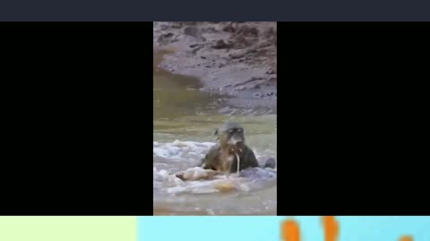 Crocodile Attack on Monkeys